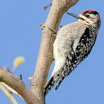 Yellow-bellied Sapsucker